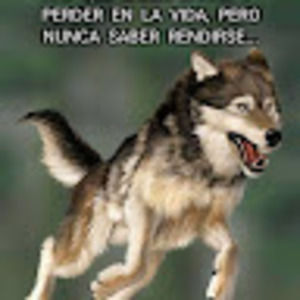 Meet your Posher, Benjamin